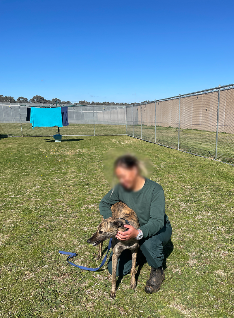 In the foreground, a woman dressed in a green tracksuit, kneeling on one knee, one arm around a greyhound, other arm patting its neck. In the background, a clothes line with a sheet hanging.