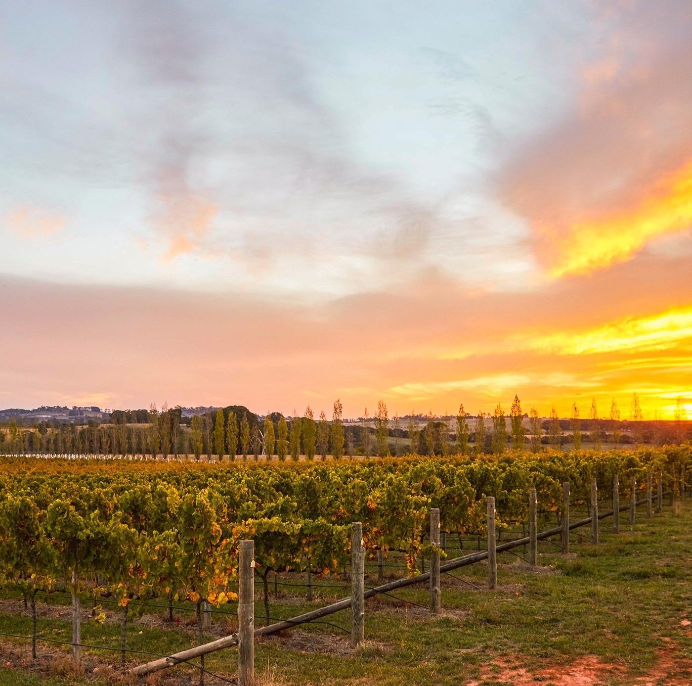 A photo at sunset of Swinging Bridge Wines